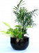 Indoor Plant Hire – Stylish Greenery for Homes & Offices