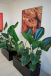 Office Plant Hire Melbourne – Green Your Workspace