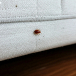 Bed Bug Control Melbourne: Protecting Your Home from Hidden Pests