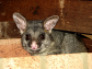 Safe Possum Removal in Melbourne with Proper Inspection and Prevention