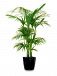 Office Plants for Hire – Transform Your Workspace Today