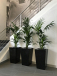 Indoor Plant Rental Victoria – Stylish Greenery for Any Space