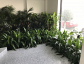 Indoor Plant Hire In Melbourne – Premium Plants for Offices & Events