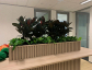 Plant Hire Clayton – Indoor Plants for Offices & Events